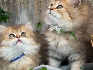 British Longhair cats British Longhair golden shaded kittens TICA - Advert 5