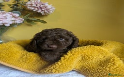 Cockapoo dogs for sale: Gorgeous Cockapoo puppies - Image 5
