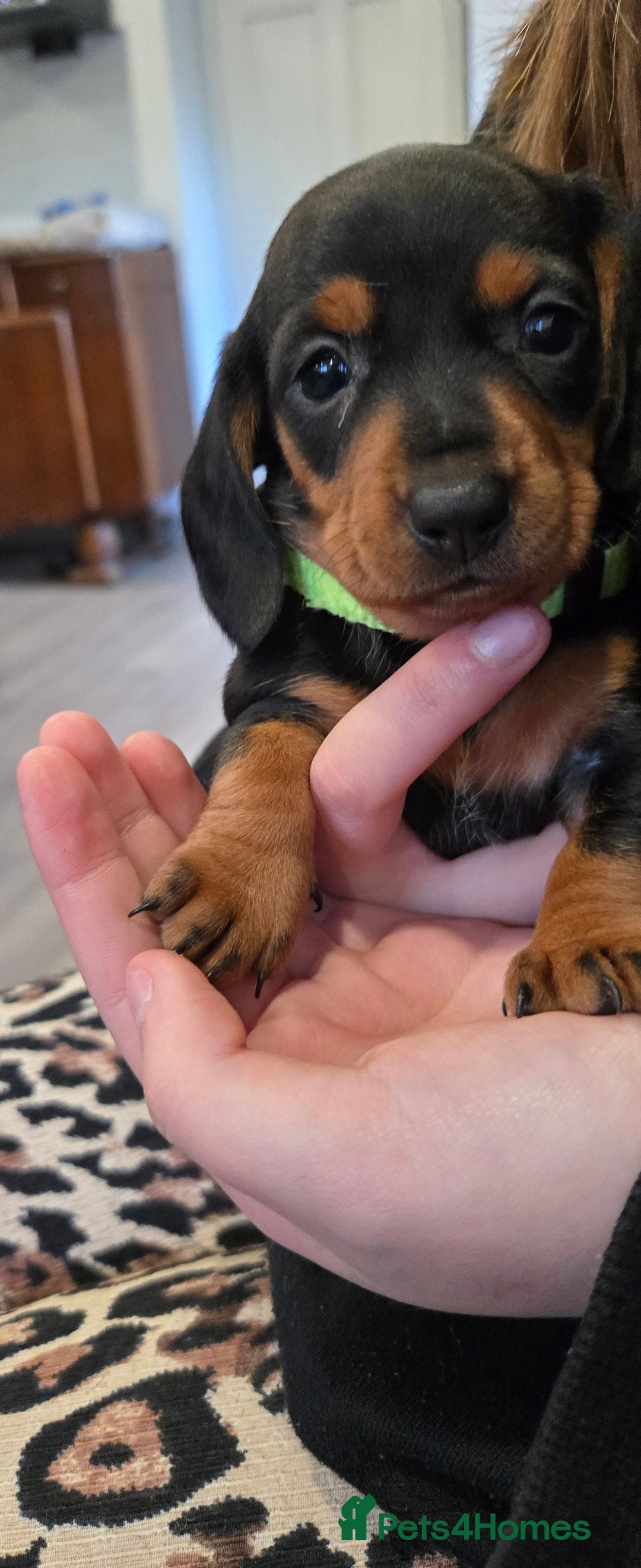 Dachshund dogs for sale: Beautiful Daxis - Advert 2