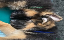 German Shepherd dogs for sale: KC Registered Pedigree German Shepherd Puppies - Image 5