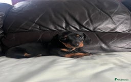 Miniature Dachshund dogs for sale: Gorgeous mini dachshund puppies  - Image 6