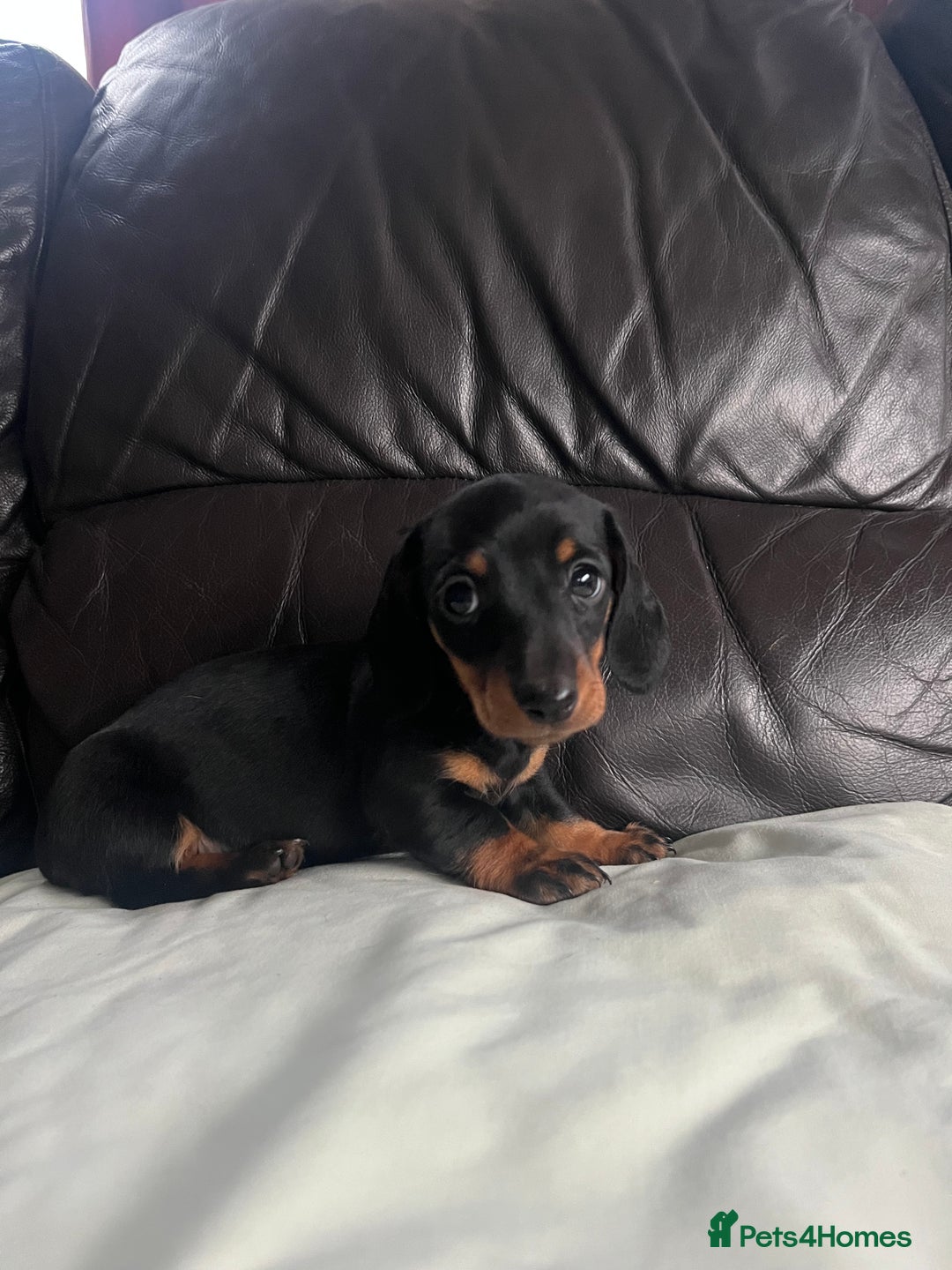 Miniature Dachshund dogs for sale: Gorgeous mini dachshund puppies  - Image 6