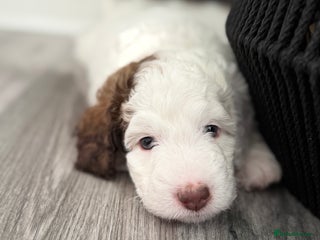 Bernedoodle dogs Micro/Miniature Bernedoodles - Advert 2