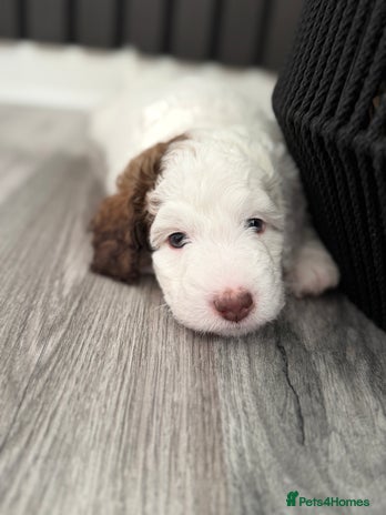 Bernedoodle dogs Micro/Miniature Bernedoodles - Advert 1