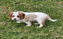 Cavalier King Charles Spaniel dogs for sale: Purebred Cavalier King Charles Spaniels Puppies - Image 5