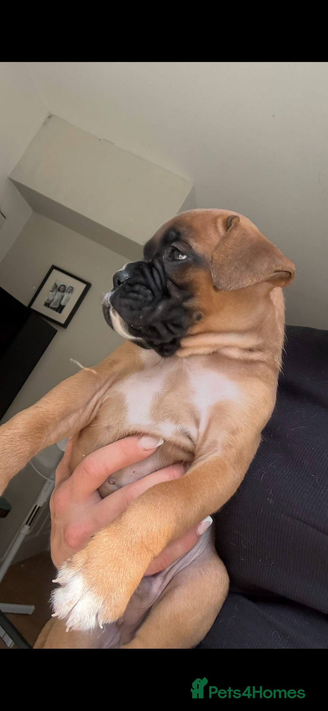 Boxer dogs for sale: KC Champion bloodline Boxer puppies  - Image 12