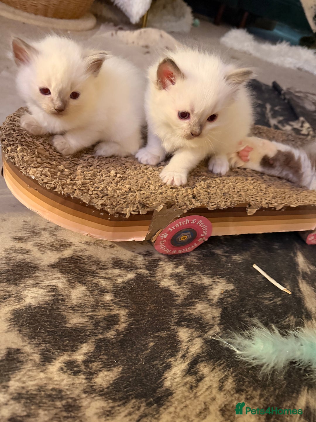 Ragdoll cats for sale: Beautiful Dolls  - Advert 6