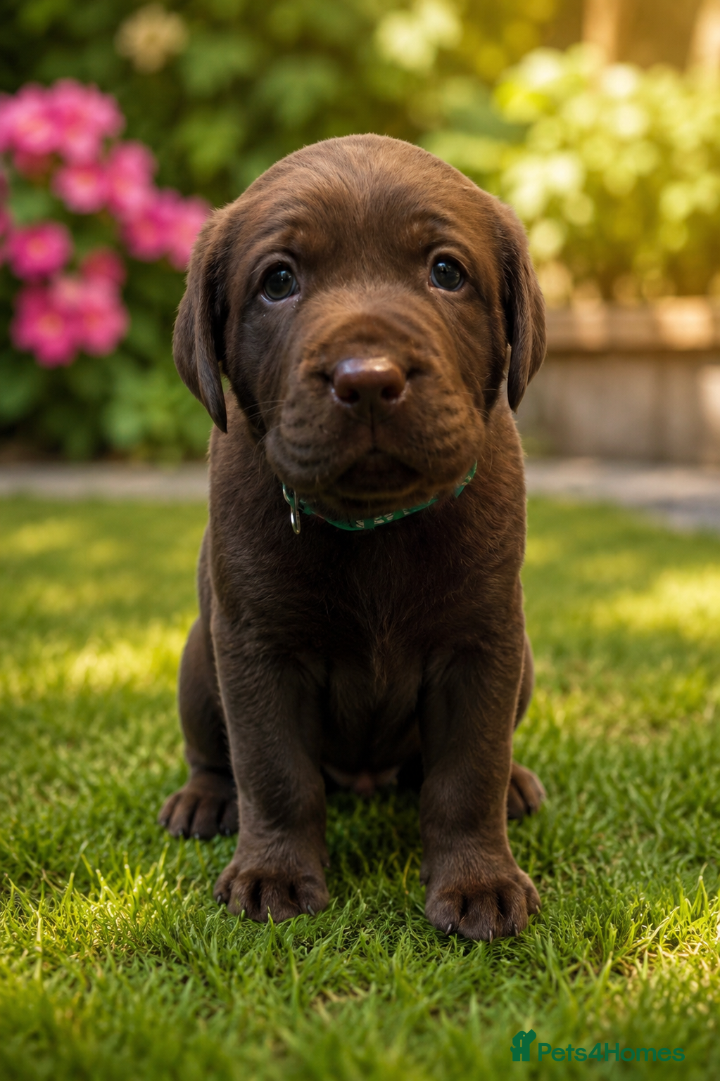Labrador Retriever dogs 🐾 1 Big Boy Left -  Stunning KC Labrador Puppies  - Advert 7