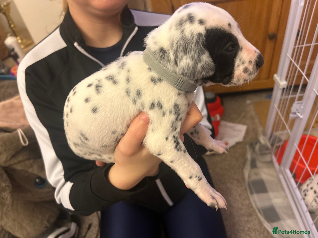 Dalmatian dogs for sale: Beautiful boys, BAER tested full hearing  - Advert 10