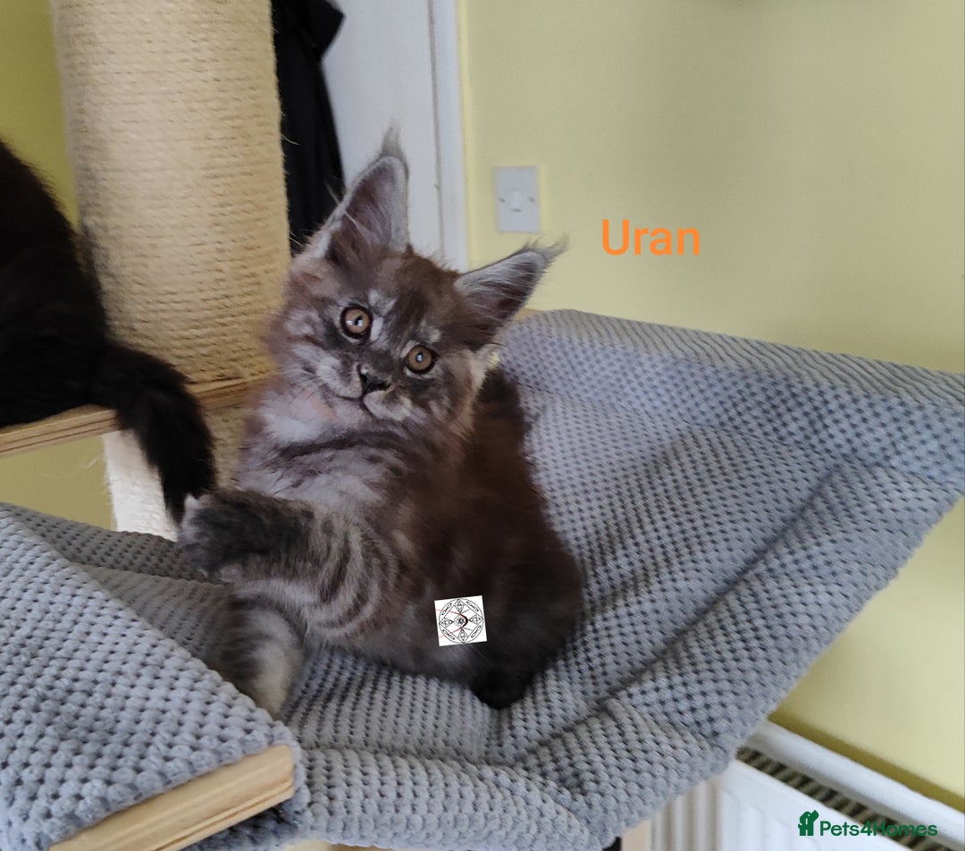Maine Coon cats for sale: Absolutelly gorgeous kittens  - Image 4