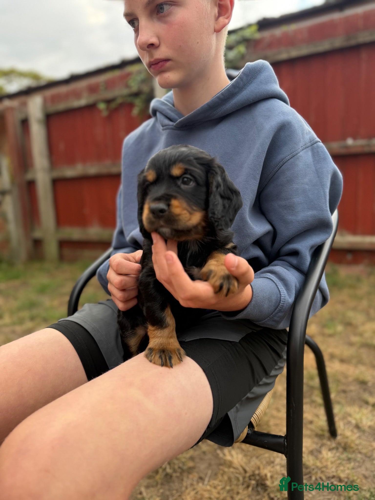 Cocker Spaniel dogs Pedigree family cocker spaniel pups.  - Advert 1