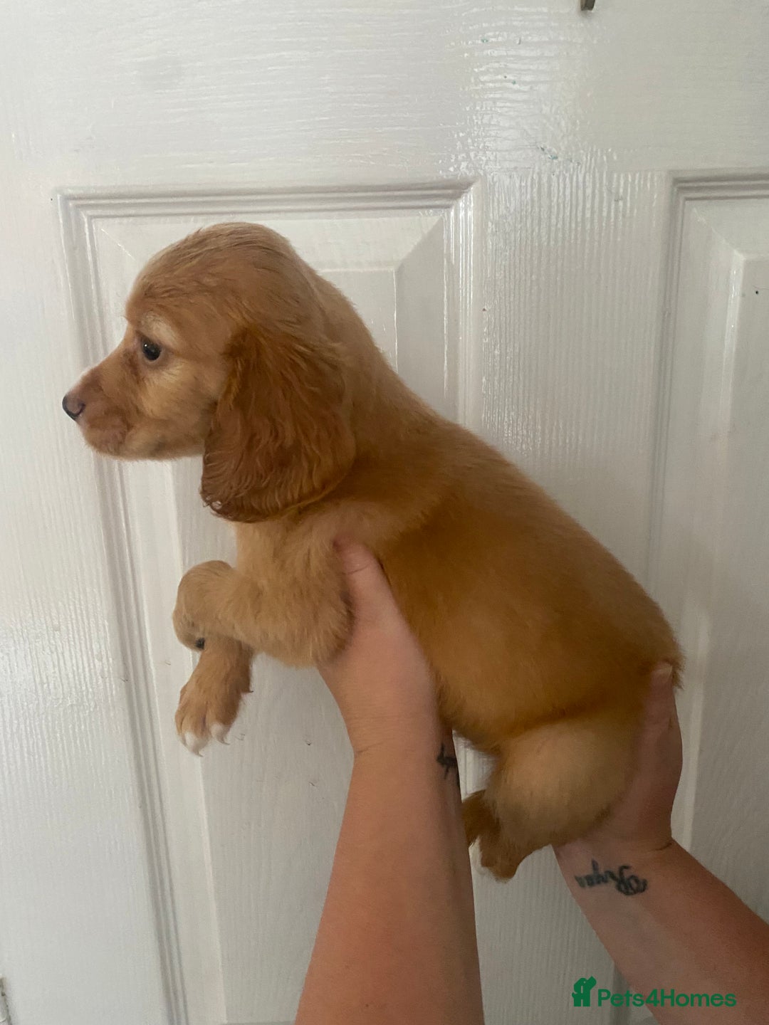 Cocker Spaniel dogs for sale: Merl cocker spaniel puppies  - Image 29