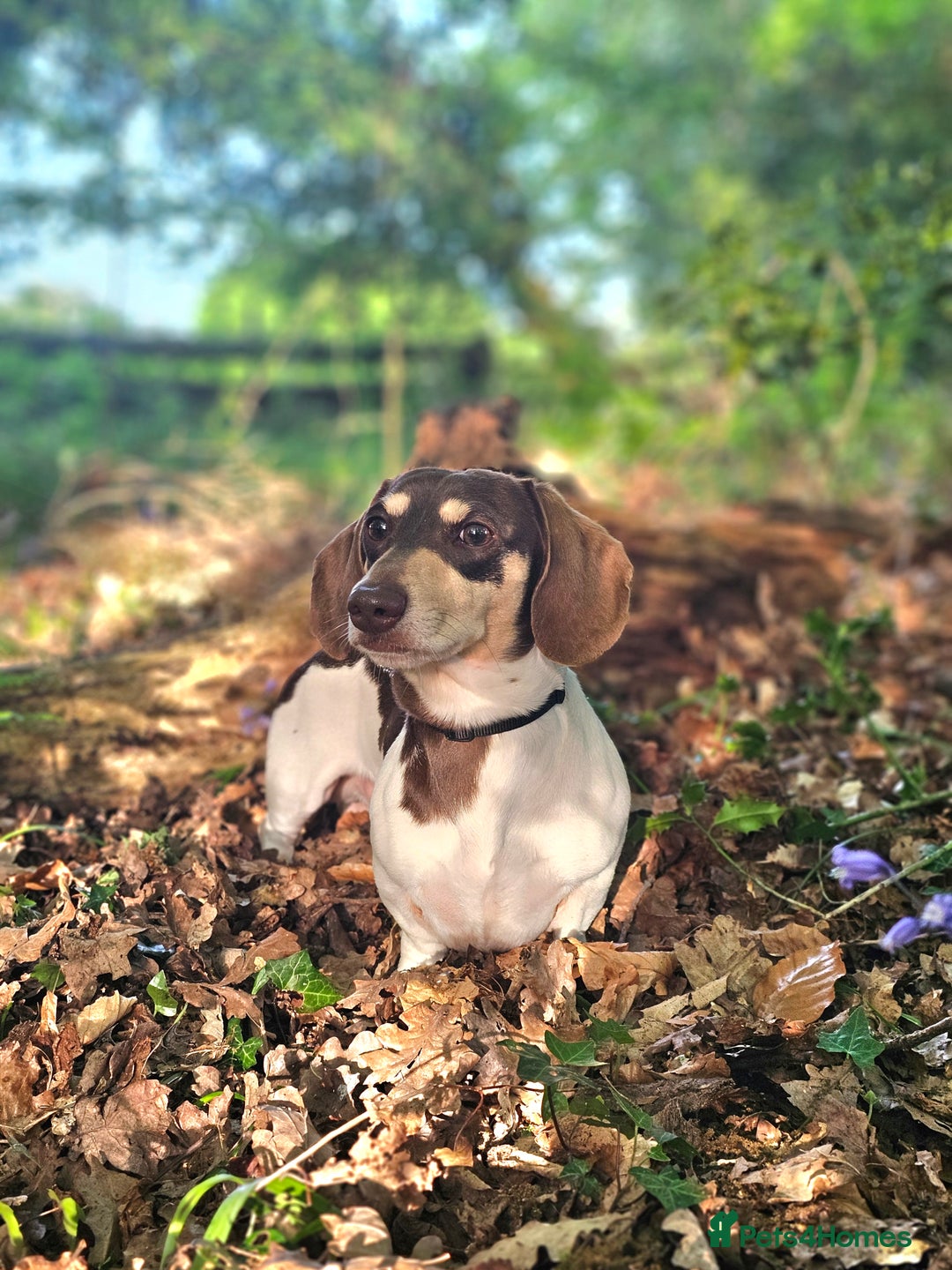Miniature Dachshund dogs for stud: Piebald miniature Dachshund kc registered  in Blackburn - Advert 6
