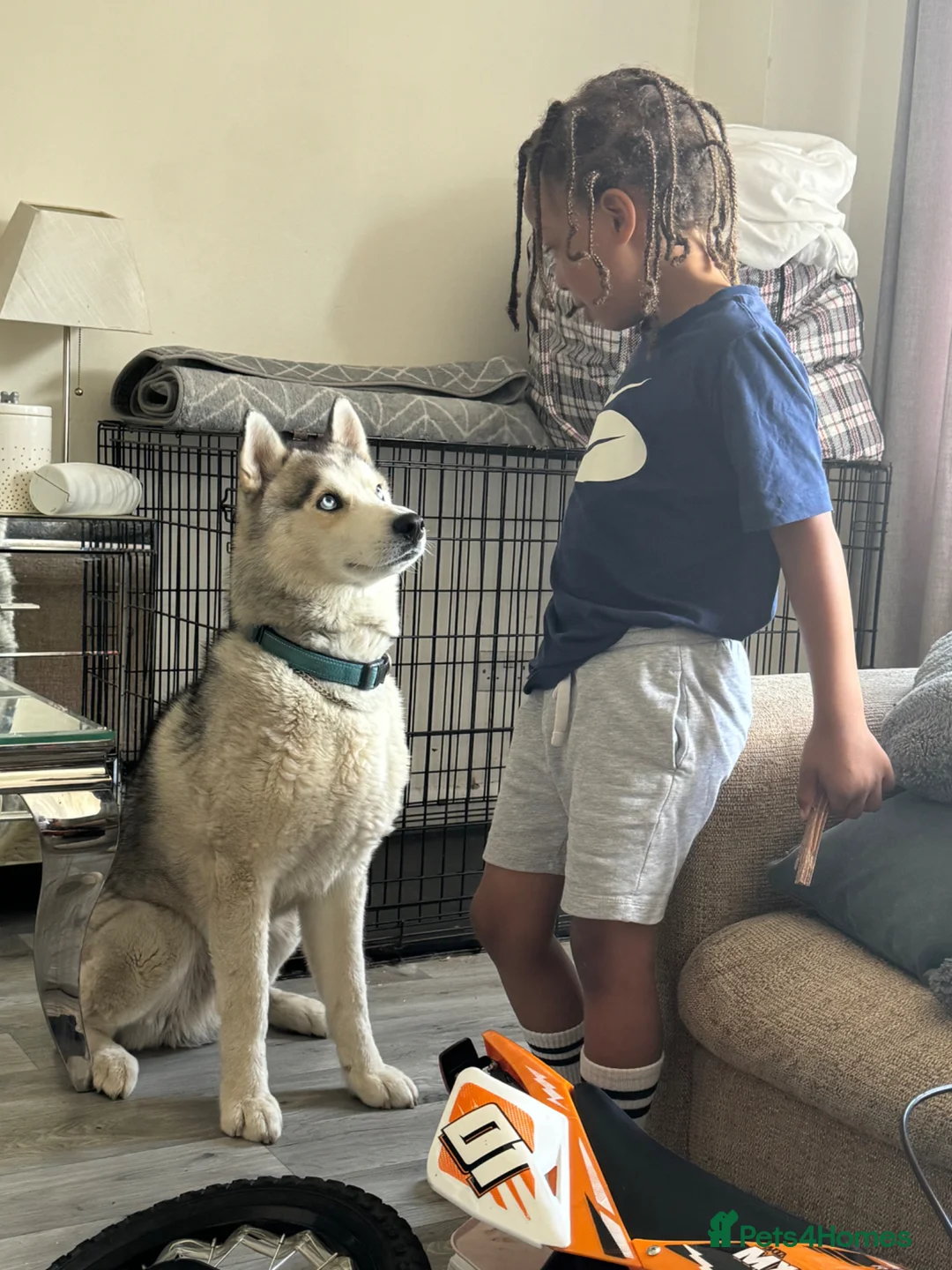 Siberian Husky dogs for sale: Siberian Husky-Looking for Loving Experienced Home in Rochester - Advert 2