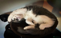 Mixed Breed cats for sale: Flimflam & Bojo - Image 34