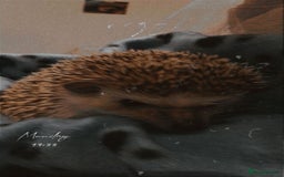Pygmy Hedgehog rodents for sale: African pygmy hedgehog  - Image 1