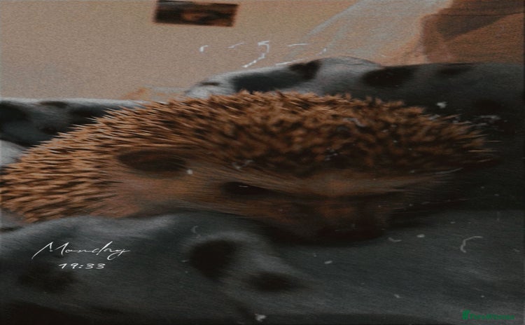 Pygmy Hedgehog rodents - Advert 3