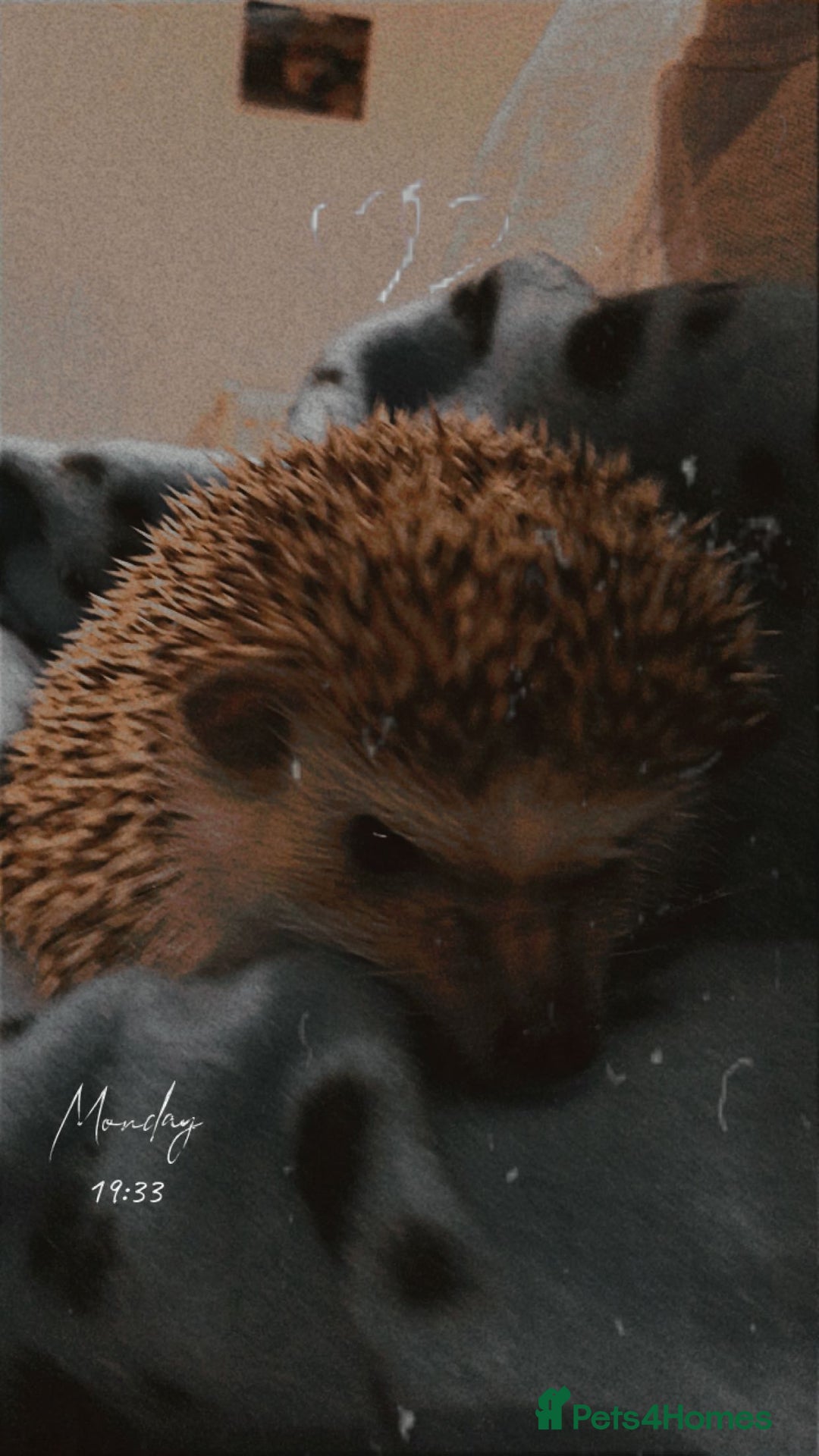 Pygmy Hedgehog rodents for sale: African pygmy hedgehog  - Image 1