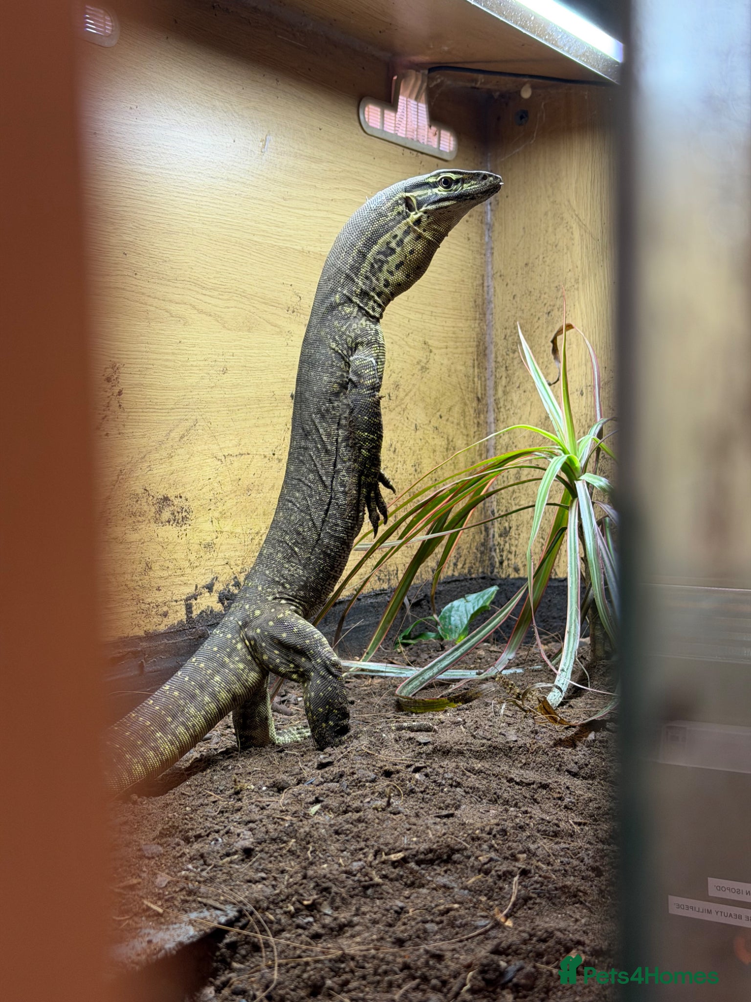 Monitor reptiles Argus Monitor Lizard  - Advert 1