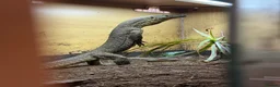 Monitor reptiles for sale: Argus Monitor Lizard  - Advert 1