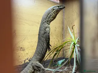 Monitor reptiles Argus Monitor Lizard - Advert 1