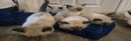Ragdoll cats for sale: Colour point kittens  - Advert 20