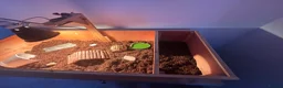 Tortoise reptiles for sale: Horsefield tortoise complete with home in Peterborough - Advert 5