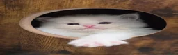 Ragdoll cats for sale: 💙🐈🏆✨️Exclusive Ragdoll kittens✨️Champions lines - Advert 34