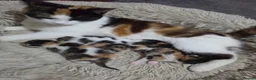 Mixed Breed cats for sale: look at all those tiny fluffballs!  - Advert 33
