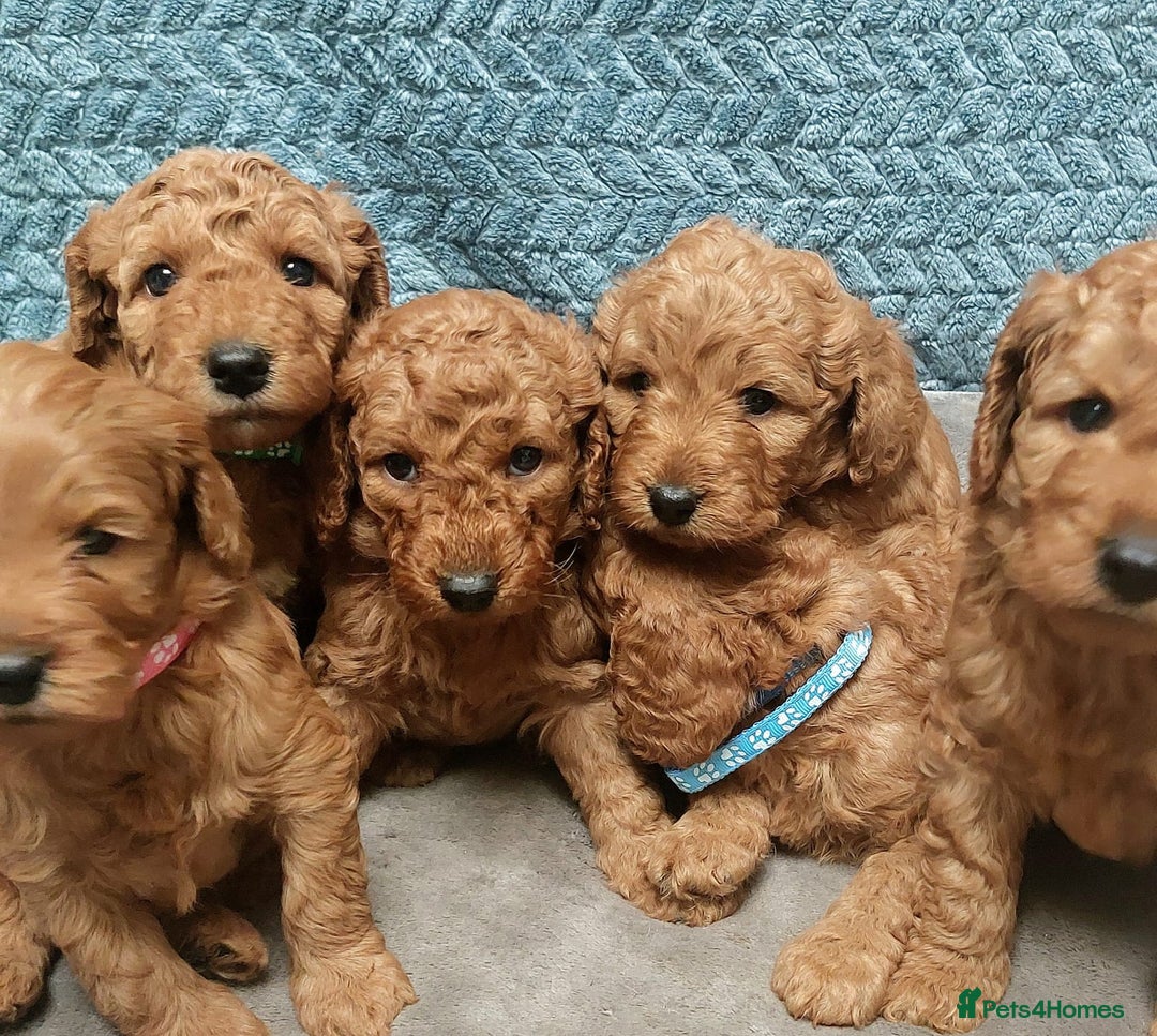 Cockapoo dogs for sale: Happy healthy cockapoo pups F1B DNA tested parents - Advert 15