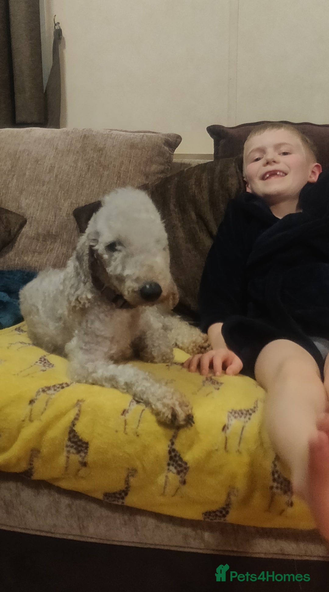 Bedlington Terrier dogs for sale: Champion Sired KC Reg Bedlington Terrier Puppies  - Advert 27