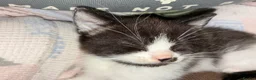 Domestic Shorthair cats for sale: Beautiful grey kittens  - Advert 10