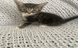 Mixed Breed cats for sale: Beautiful kittens for sale  - Image 1