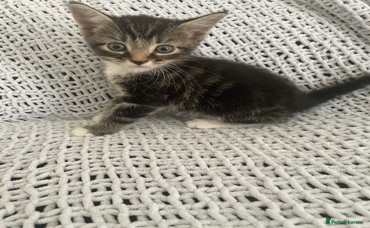 Mixed Breed cats - Advert 4