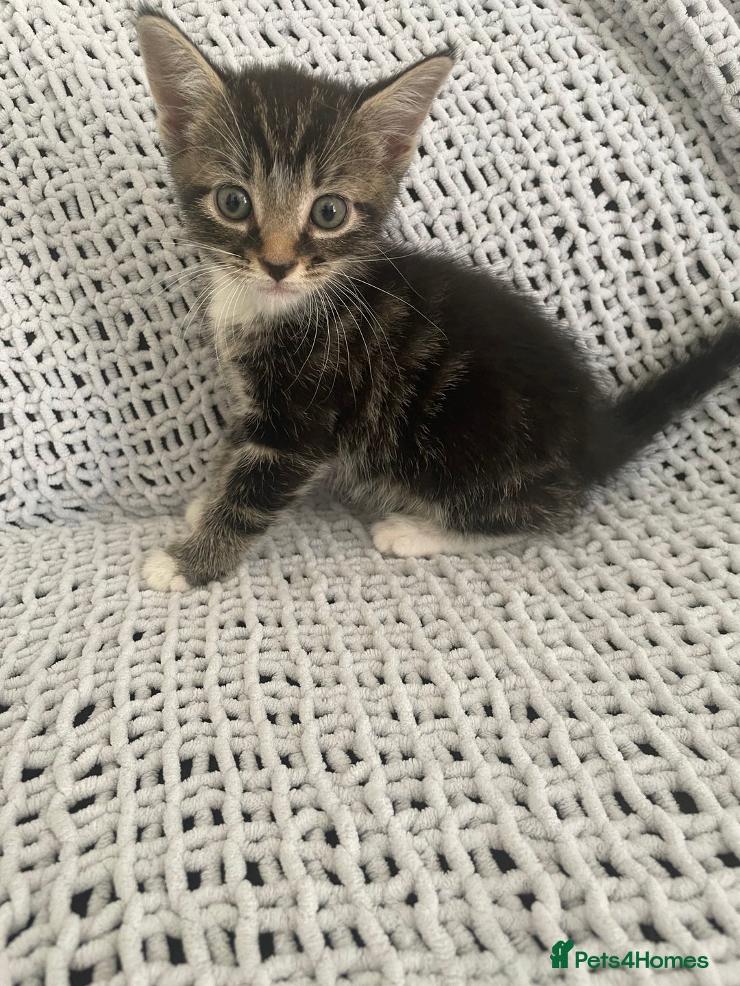 Mixed Breed cats for sale: Beautiful kittens for sale  - Image 1
