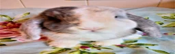 Mini Lop rabbits for sale: Pedigree Mini Lops in Tamworth - Advert 11