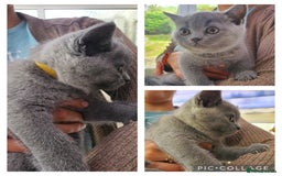 British Shorthair cats for sale: British Shorthair kittens  - Image 5