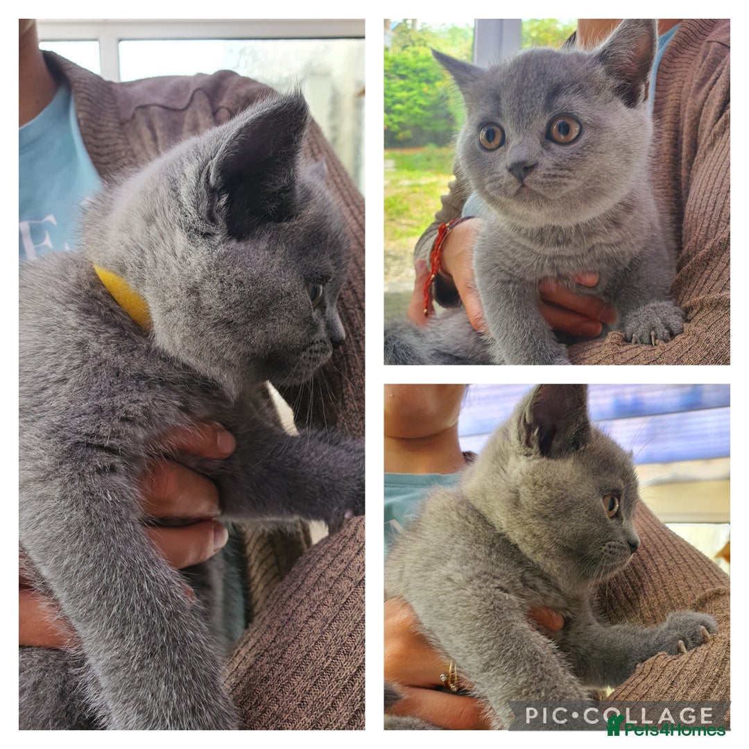 British Shorthair cats for sale: British Shorthair kittens  - Image 5