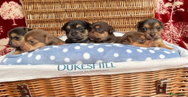 Jack Russell dogs - Advert 2