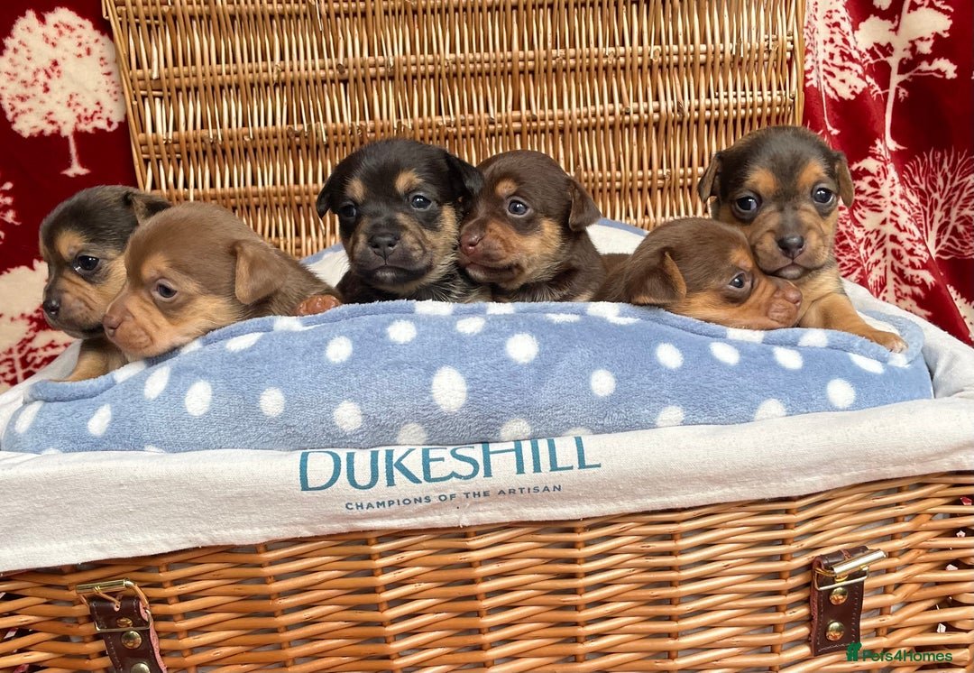 Jack Russell dogs for sale: Rare coloured mini Jack Russells - Image 2