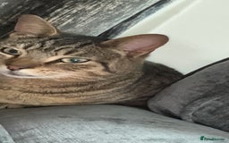 Bengal cats for sale: Free adoption Beautiful Adult Tabby Cat Rehoming - Image 2