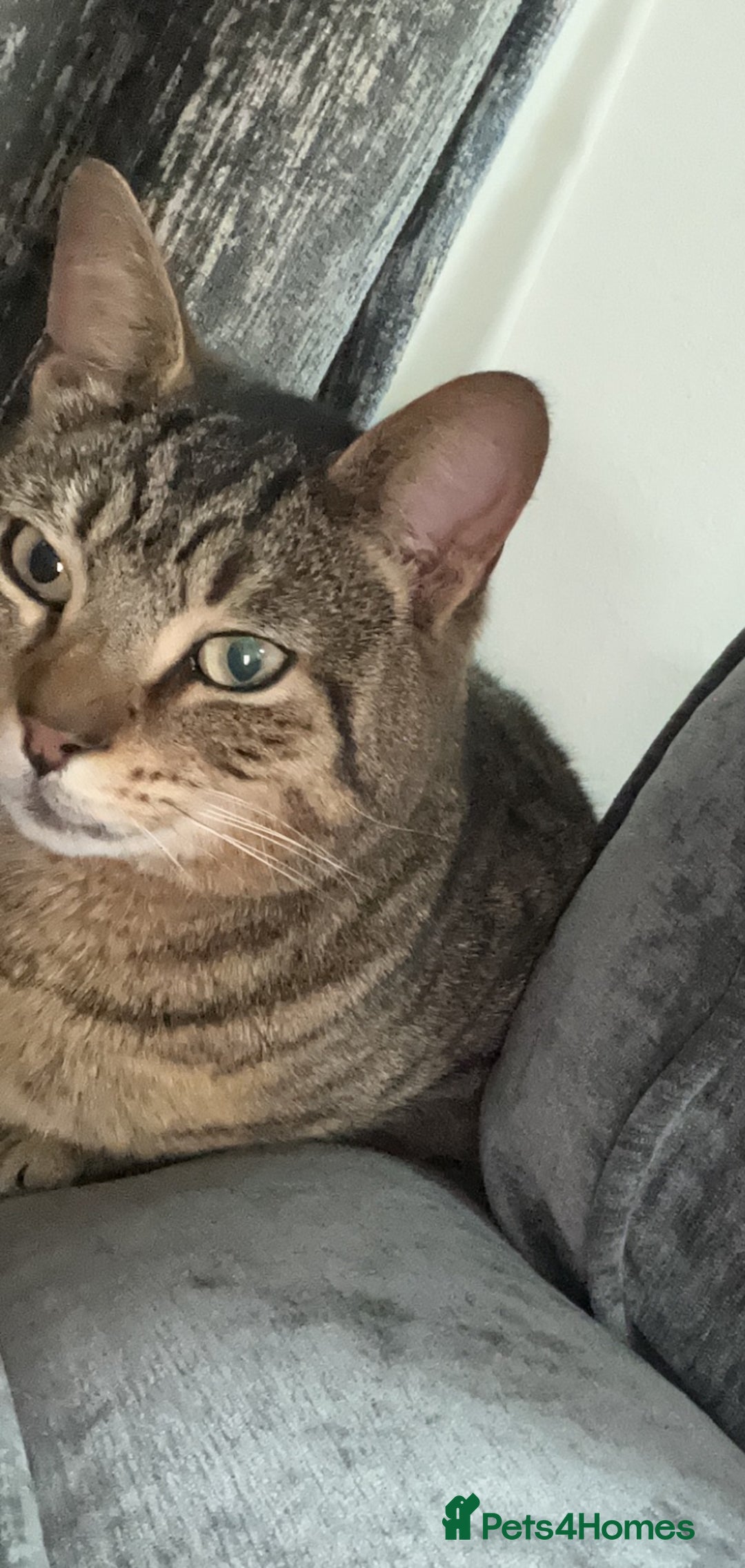Bengal cats for sale: Free adoption Beautiful Adult Tabby Cat Rehoming - Image 2