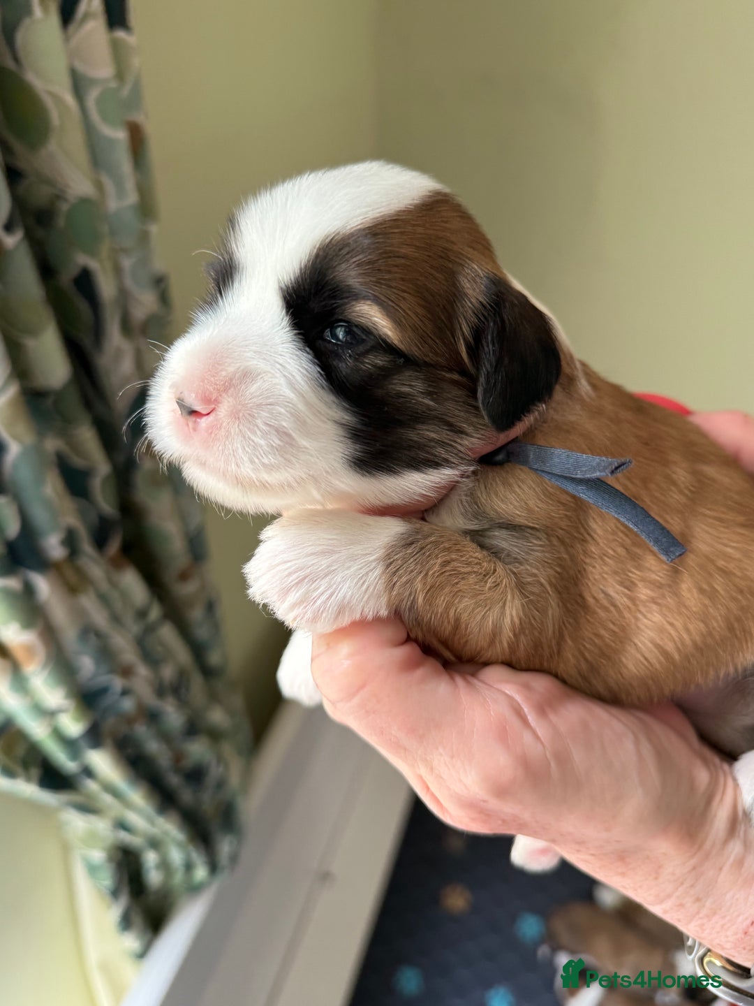 Tibetan Terrier dogs for stud: Tibetan Terrier for Stud Duties - Image 19