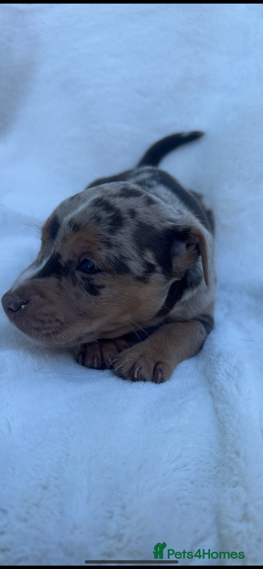 Jack Russell dogs for sale: Stunning Jack Russell Puppies  - Image 9