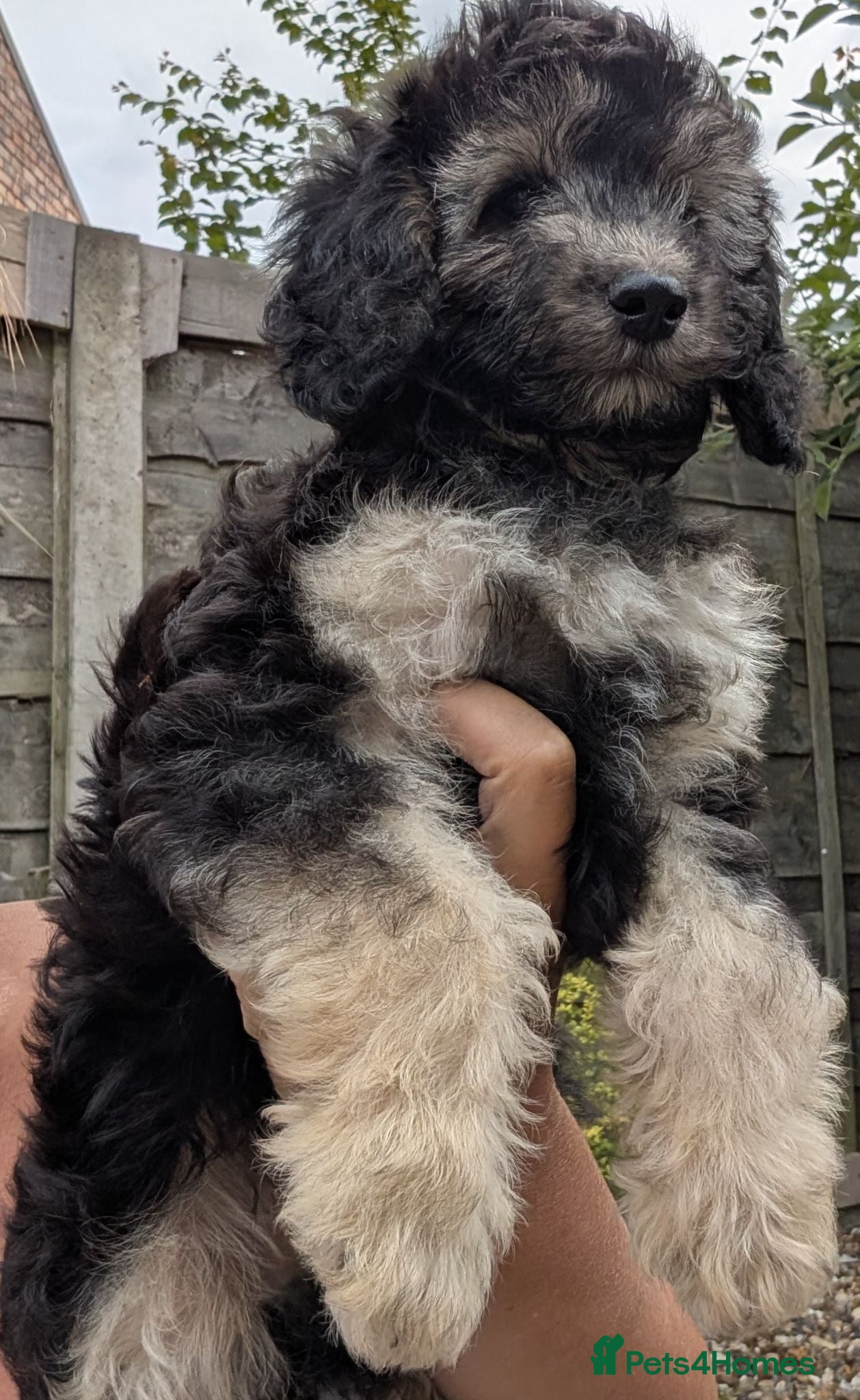 Cockapoo dogs Reduced price Cockapoo pups - Advert 1