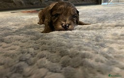 Cockapoo dogs for sale: 5 ⭐️ Cockapoo Puppies for 5 ⭐️ homes only - Image 19