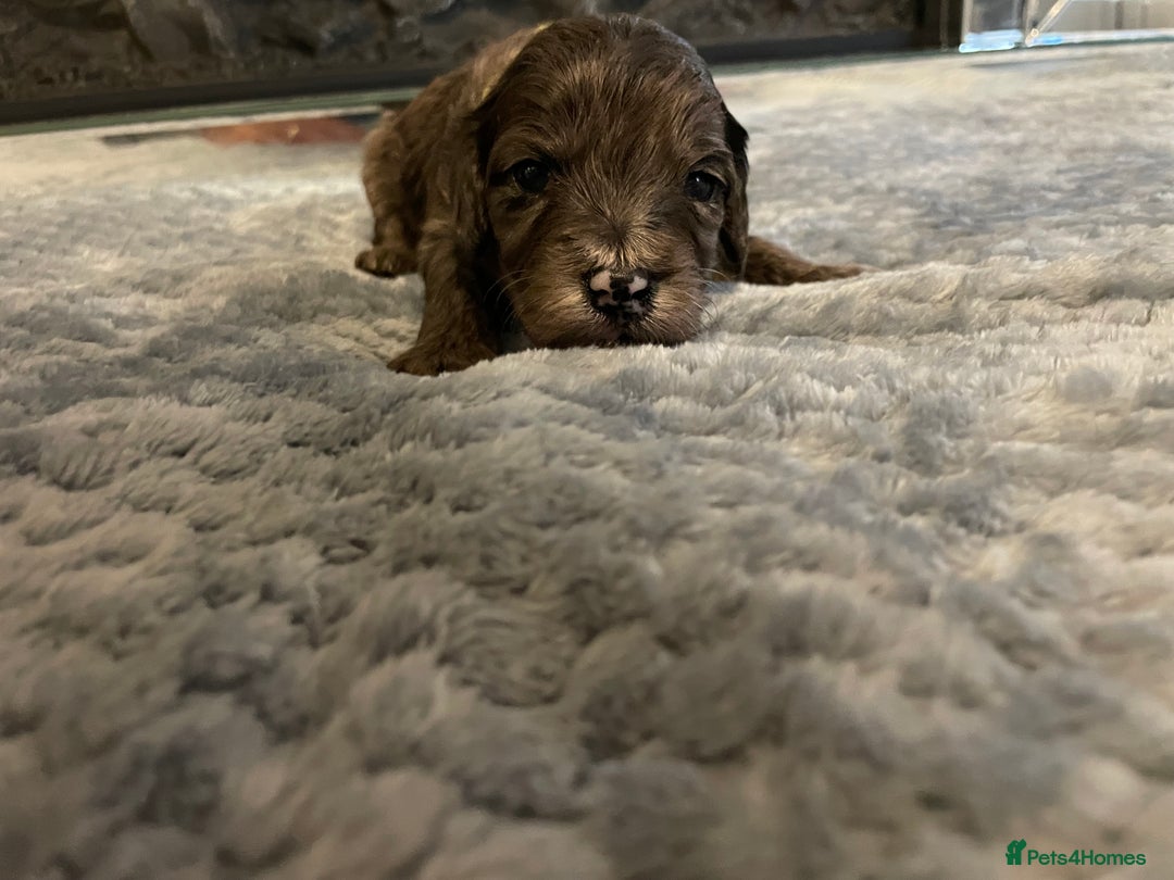 Cockapoo dogs for sale: 5 ⭐️ Cockapoo Puppies for 5 ⭐️ homes only - Image 19