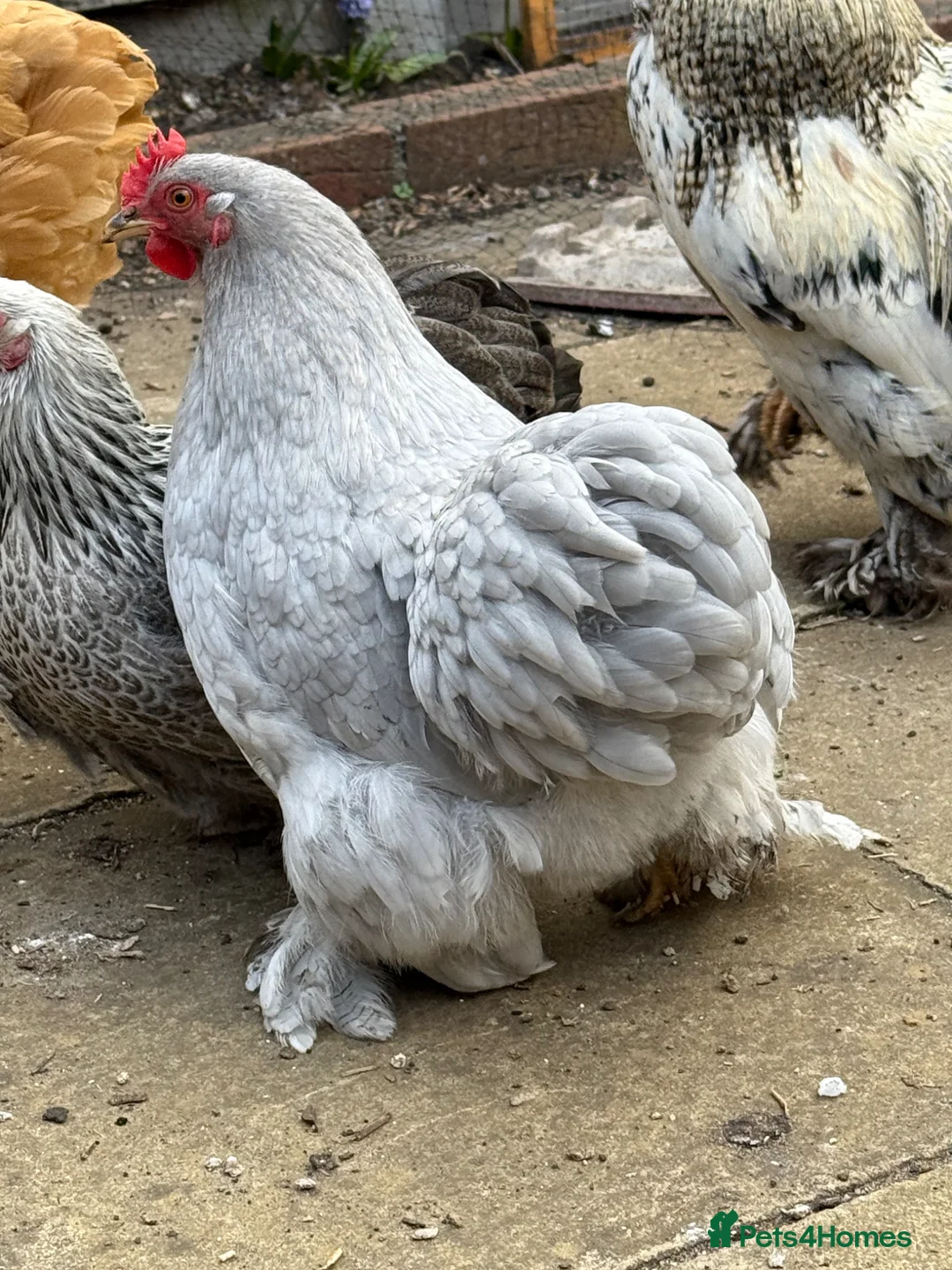 Chickens poultry for sale: Peking Hen available  - Advert 2