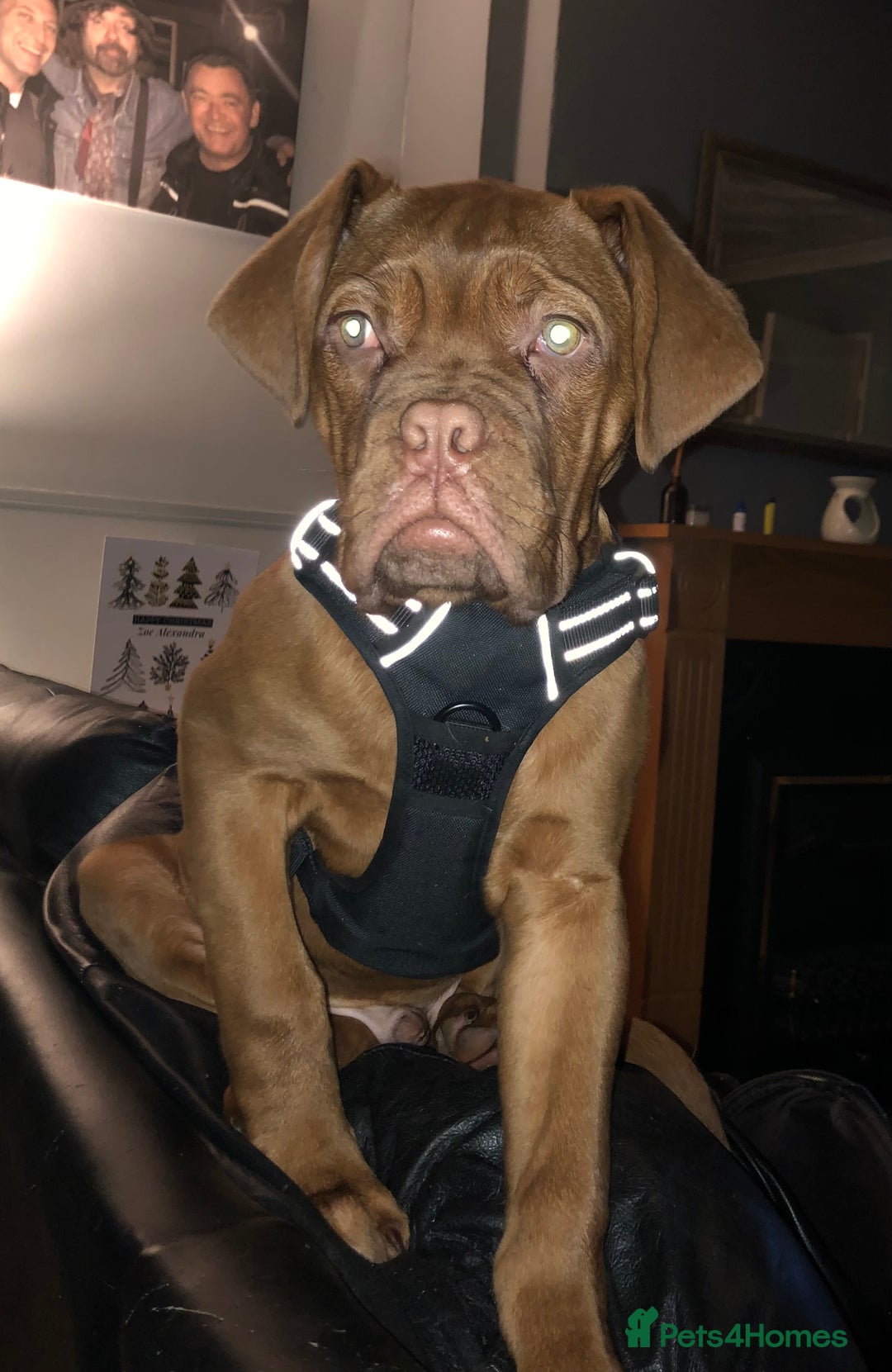 Dogue De Bordeaux dogs for stud: STUNNING DOGUE DE BORDEAUX STUD AVAILABLE - Image 10