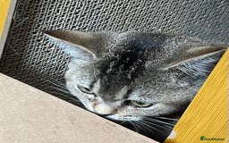 British Shorthair cats for sale: Silver tic & golden tic  - Image 5